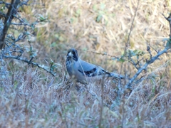 Garrulus lanceolatus
