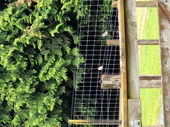 Carduelis carduelis britannica