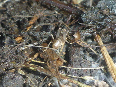 Ceuthophilus californianus