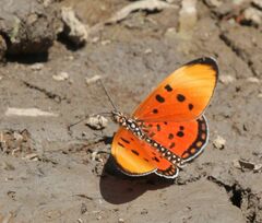 Acraea acrita ambigua