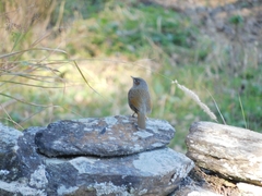 Trochalopteron lineatum