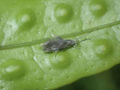 Thylacosceles radians