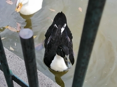 Anas platyrhynchos domesticus