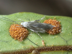 Thylacosceles radians