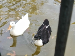 Anas platyrhynchos domesticus