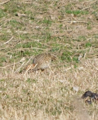 Ortygornis pondicerianus