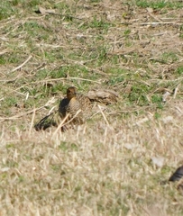 Ortygornis pondicerianus