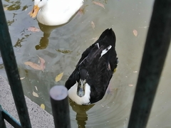 Anas platyrhynchos domesticus