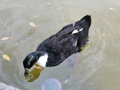 Anas platyrhynchos domesticus