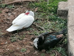 Cairina moschata domestica