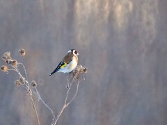 Carduelis carduelis