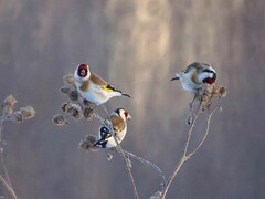 Carduelis carduelis