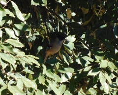 Garrulus lanceolatus