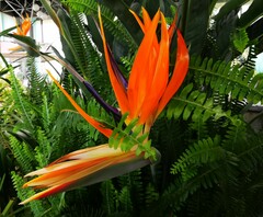 Strelitzia reginae reginae