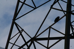 Nestor notabilis