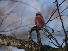 Carpodacus sibiricus