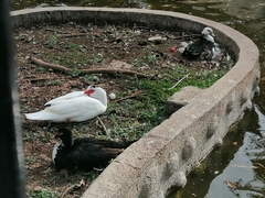 Cairina moschata domestica