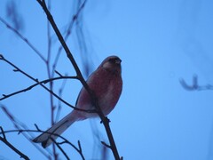 Carpodacus sibiricus