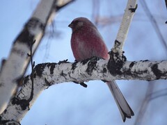 Carpodacus sibiricus