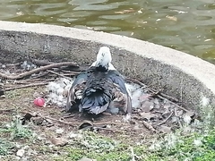 Cairina moschata domestica