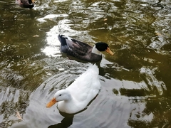 Anas platyrhynchos domesticus