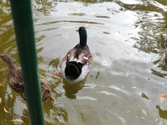 Anas platyrhynchos domesticus