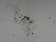 Crossopriza