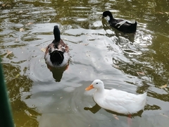 Anas platyrhynchos domesticus