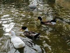 Anas platyrhynchos domesticus