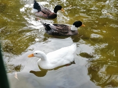 Anas platyrhynchos domesticus