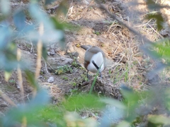 Garrulax leucolophus