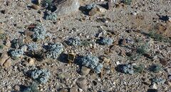 Psathyrotes ramosissima