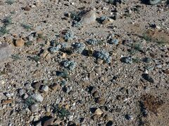 Psathyrotes ramosissima