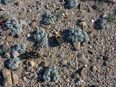 Psathyrotes ramosissima