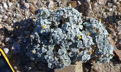 Psathyrotes ramosissima