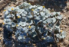 Psathyrotes ramosissima