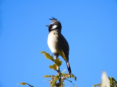Pycnonotus leucogenys