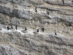 Phalacrocorax punctatus