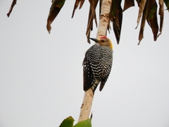 Melanerpes hoffmannii