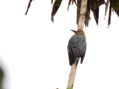 Melanerpes hoffmannii