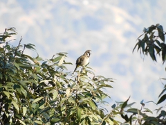 Pycnonotus leucogenys