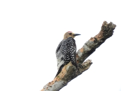 Melanerpes hoffmannii