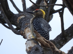 Melanerpes hoffmannii