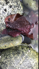 Chondracanthus exasperatus