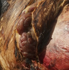 Dermochelys coriacea