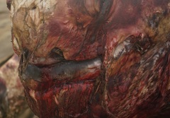 Dermochelys coriacea