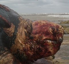 Dermochelys coriacea