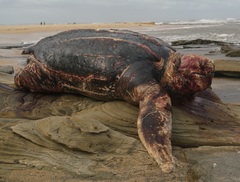 Dermochelys coriacea