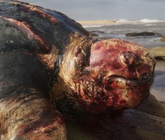 Dermochelys coriacea