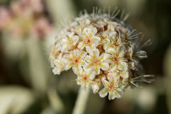 Eriogonum pauciflorum